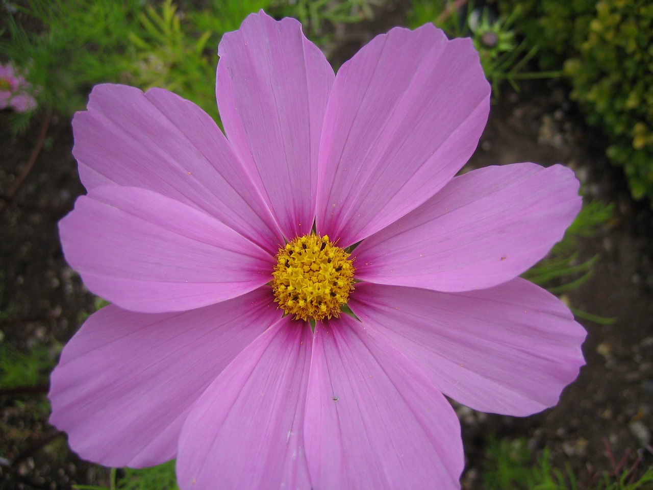 pink flower bloom free photo