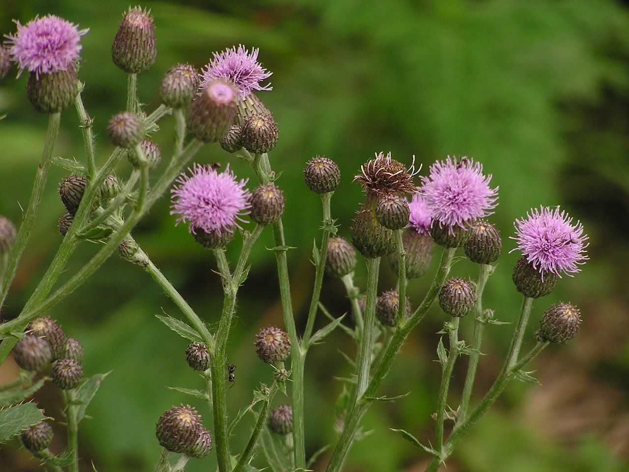 pink flowers pink flower free photo