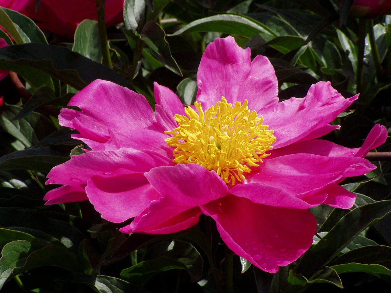 pink flower pink flower free photo