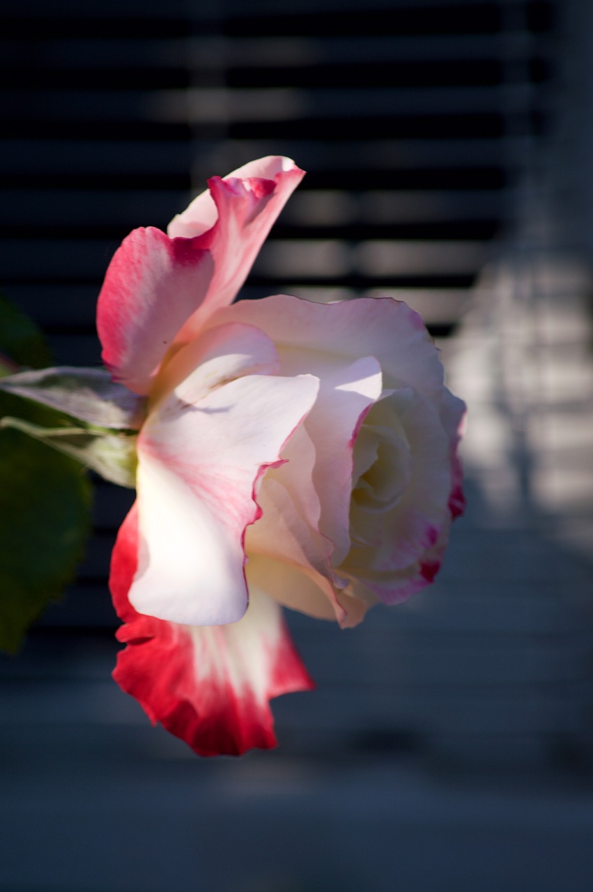 pink flower red and white free photo