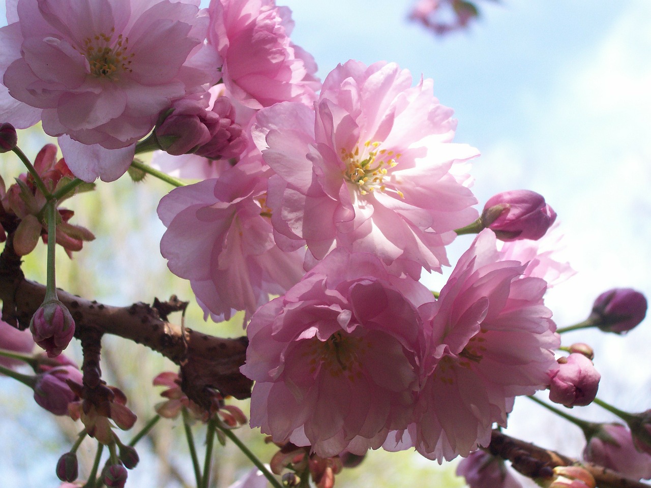 pink flower petal free photo