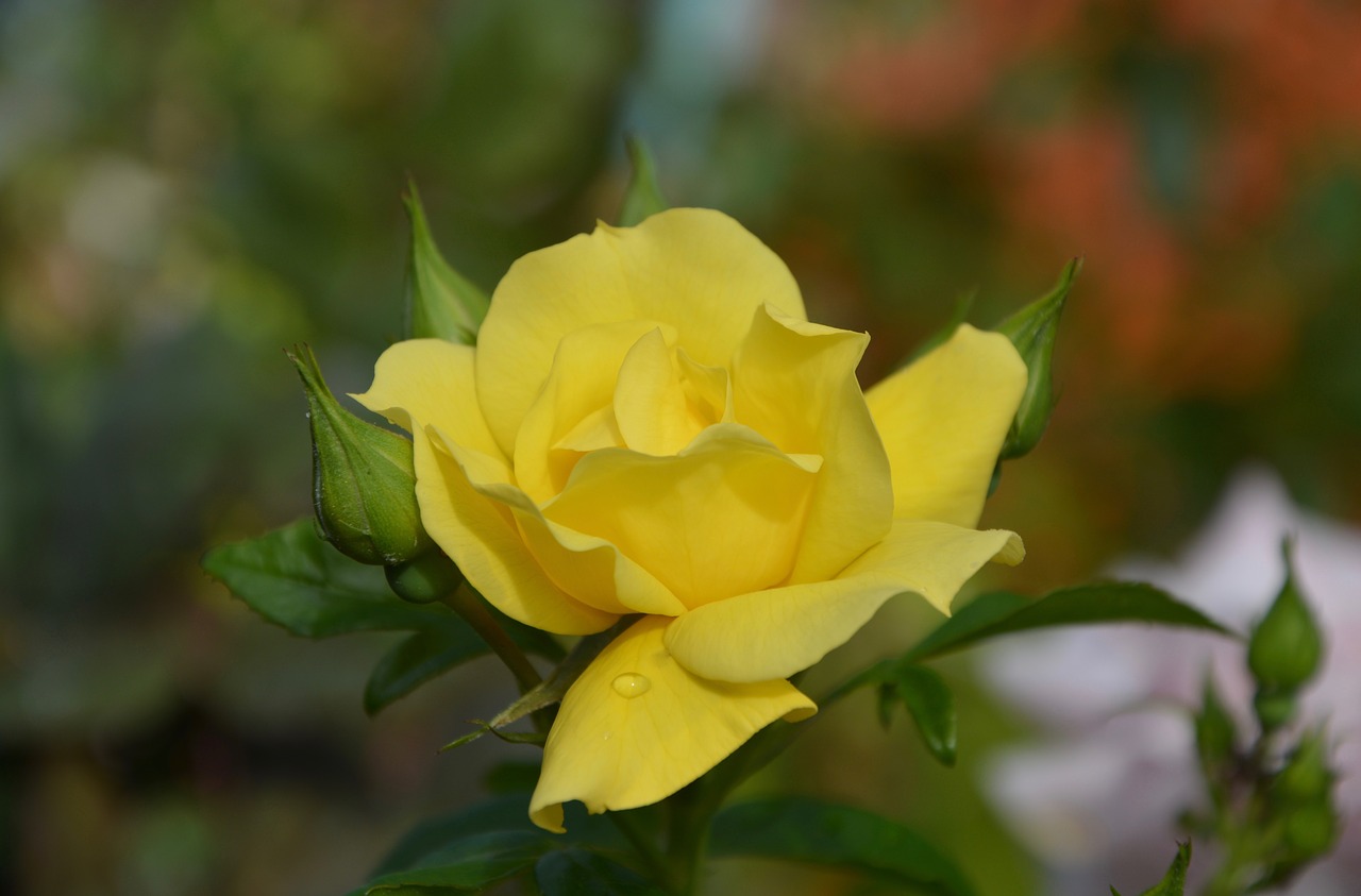 pink the colour yellow rosebuds free photo