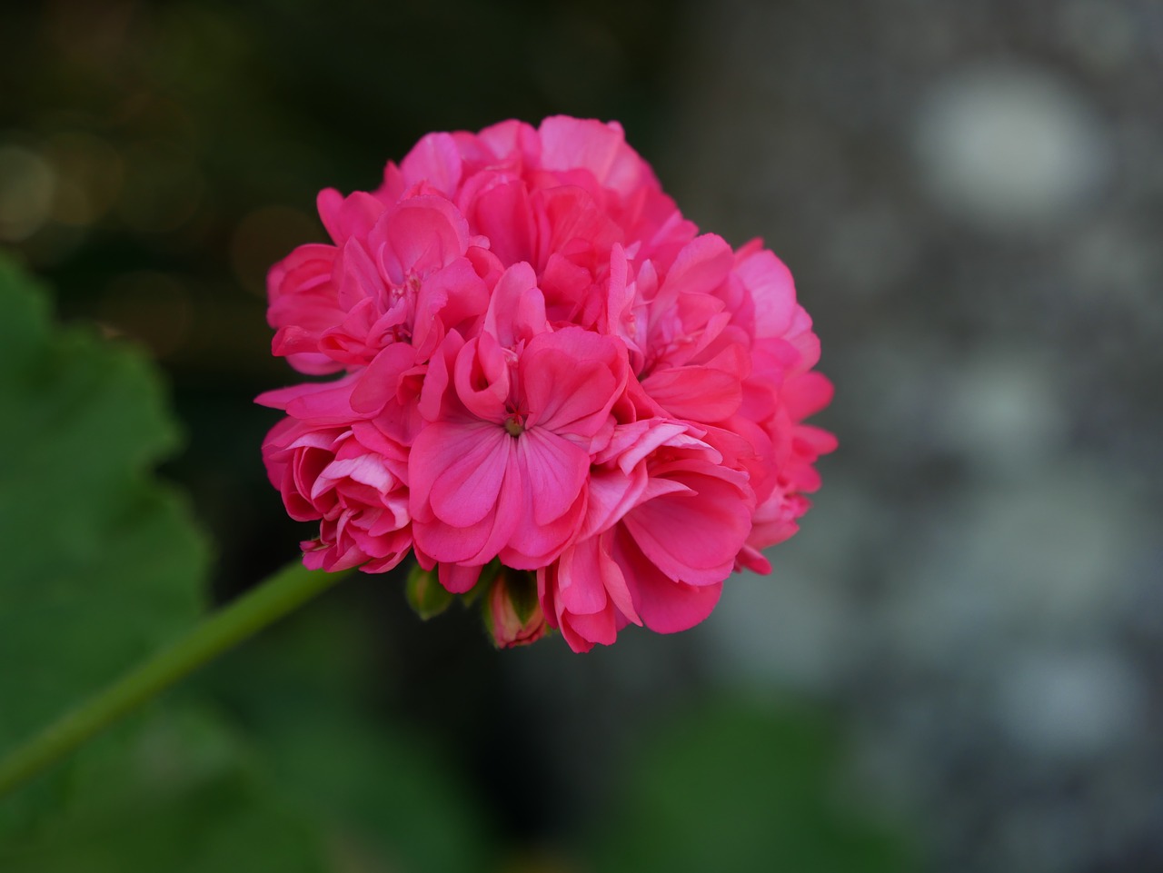 pink flowers garden free photo