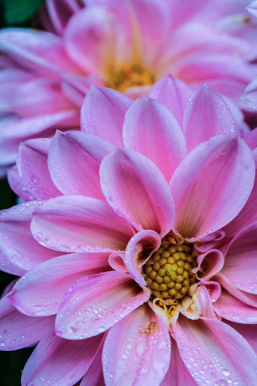 pink flower garden flower free photo