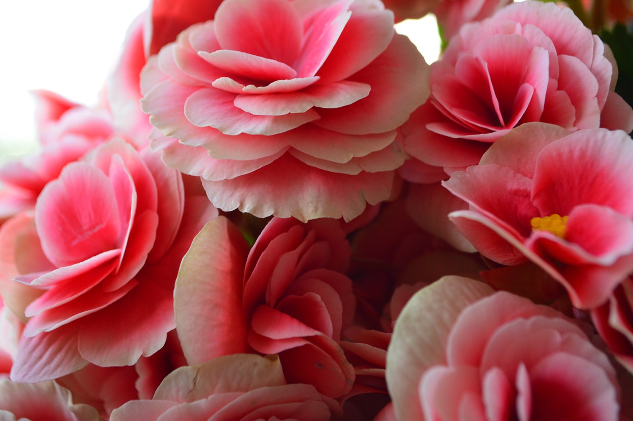 pink flowers bouquet free photo