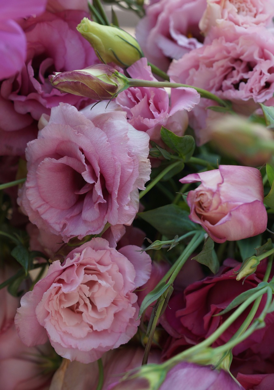 pink flower blossom free photo