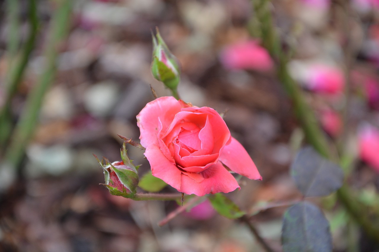 pink rosebush color pink free photo