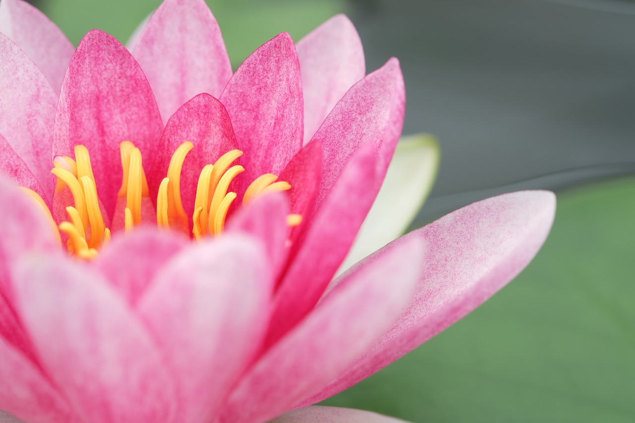 pink flower nature free photo