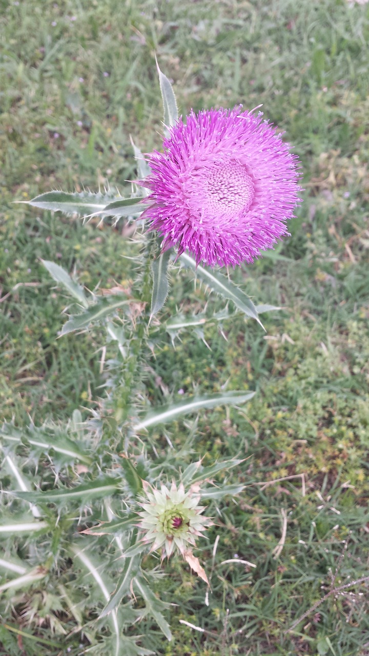 pink flower weed free photo