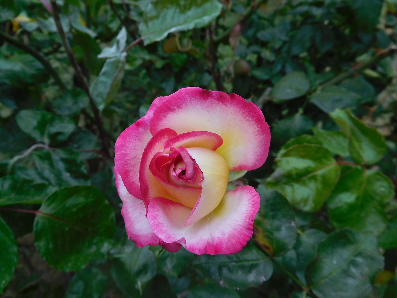 pink rose plant free photo