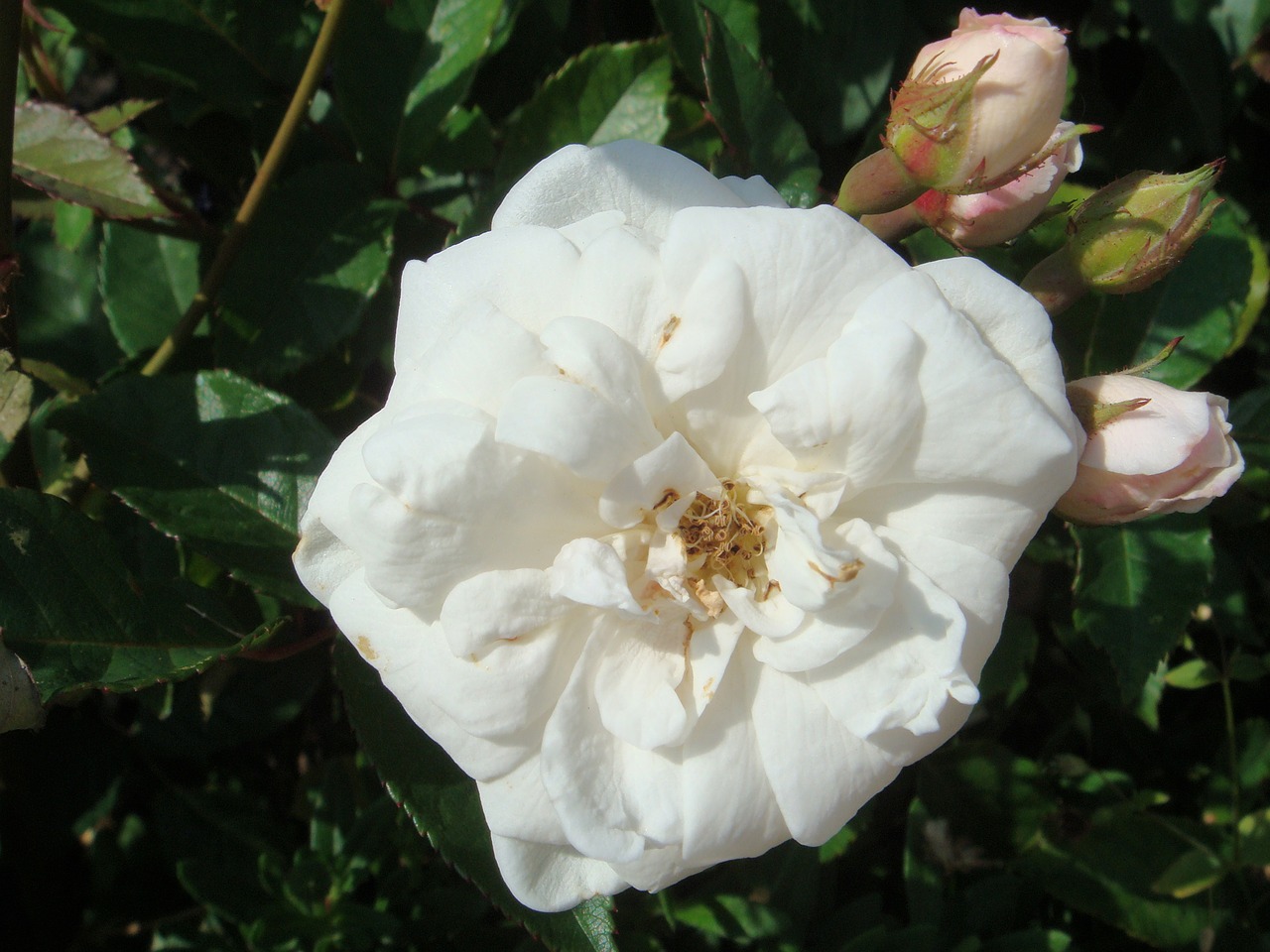 pink white macro free photo