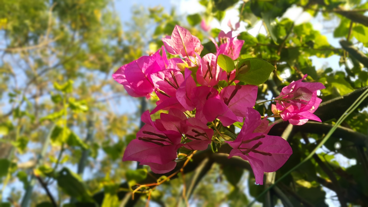 pink flower plant free photo