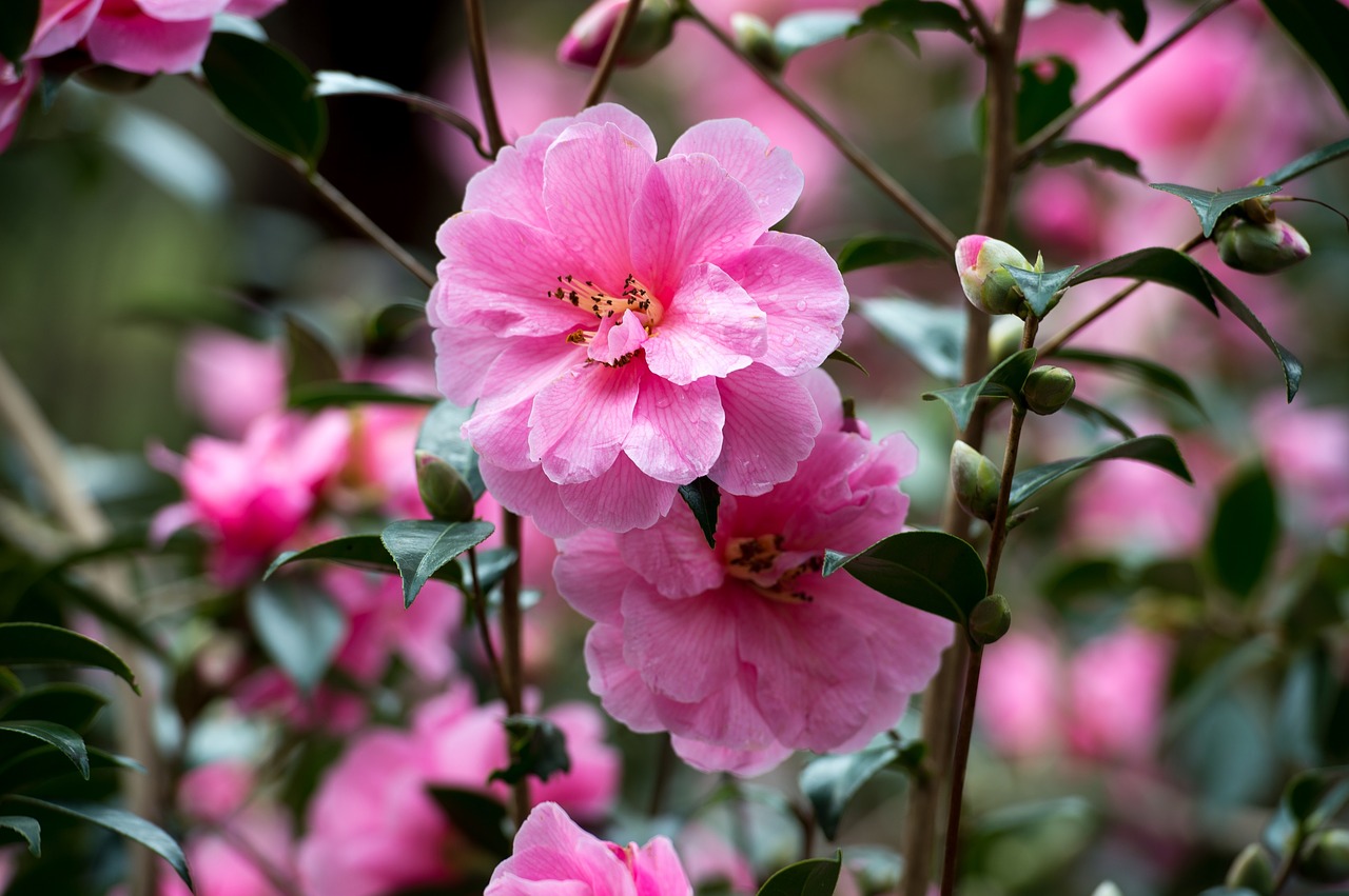 pink camellia flower free photo