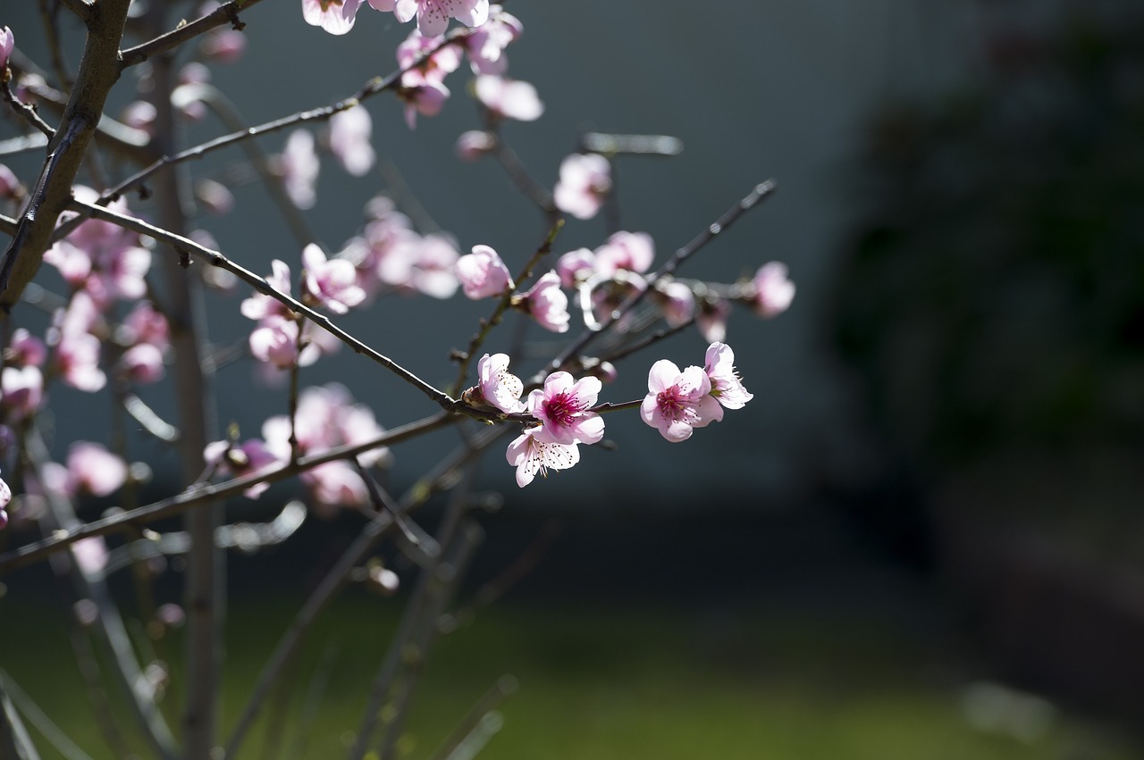 pink cherry blossom cherry free photo