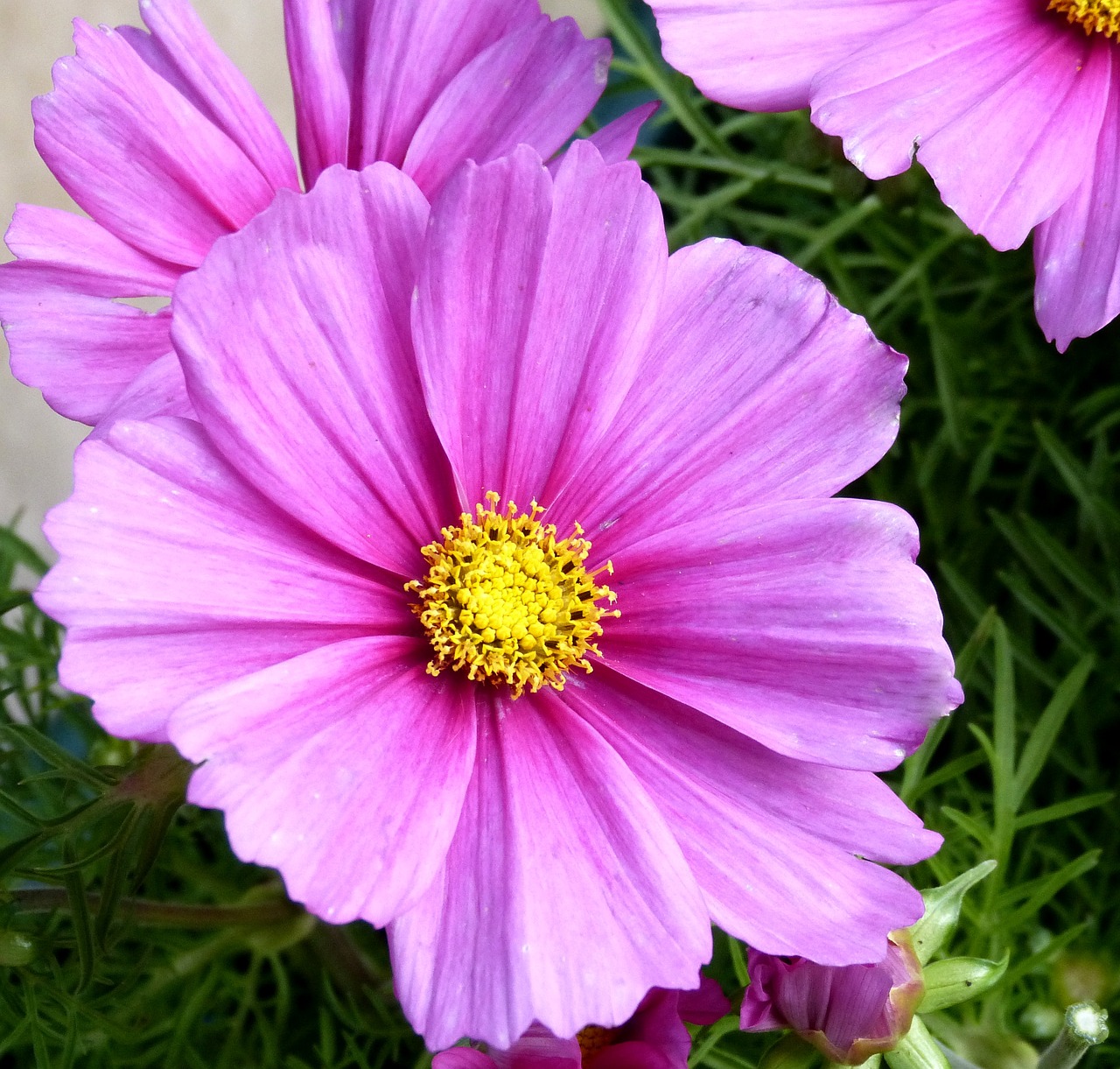 pink flowers nature free photo