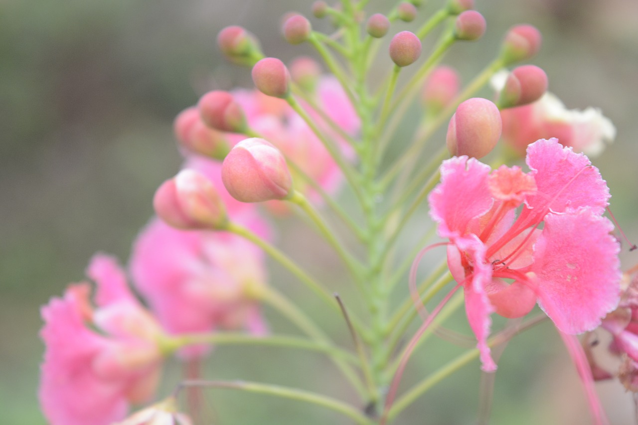 pink flower s green free photo