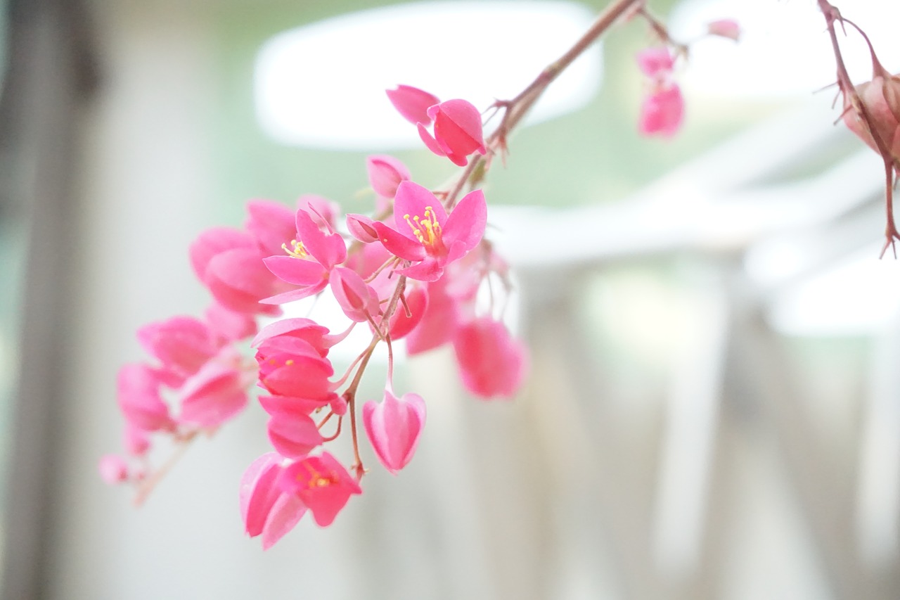 pink flower nature free photo