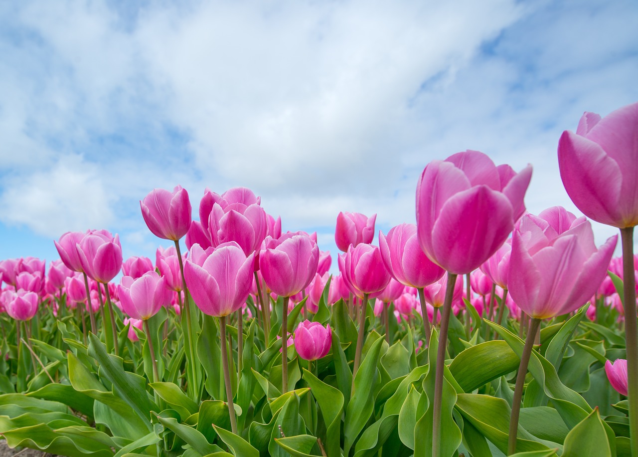 pink tulip bulb free photo