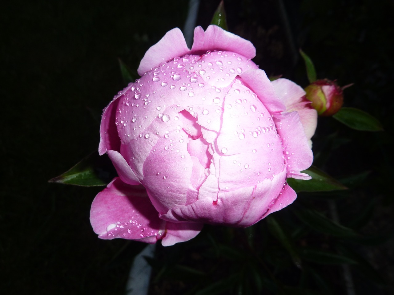 pink flower rose dew morning free photo