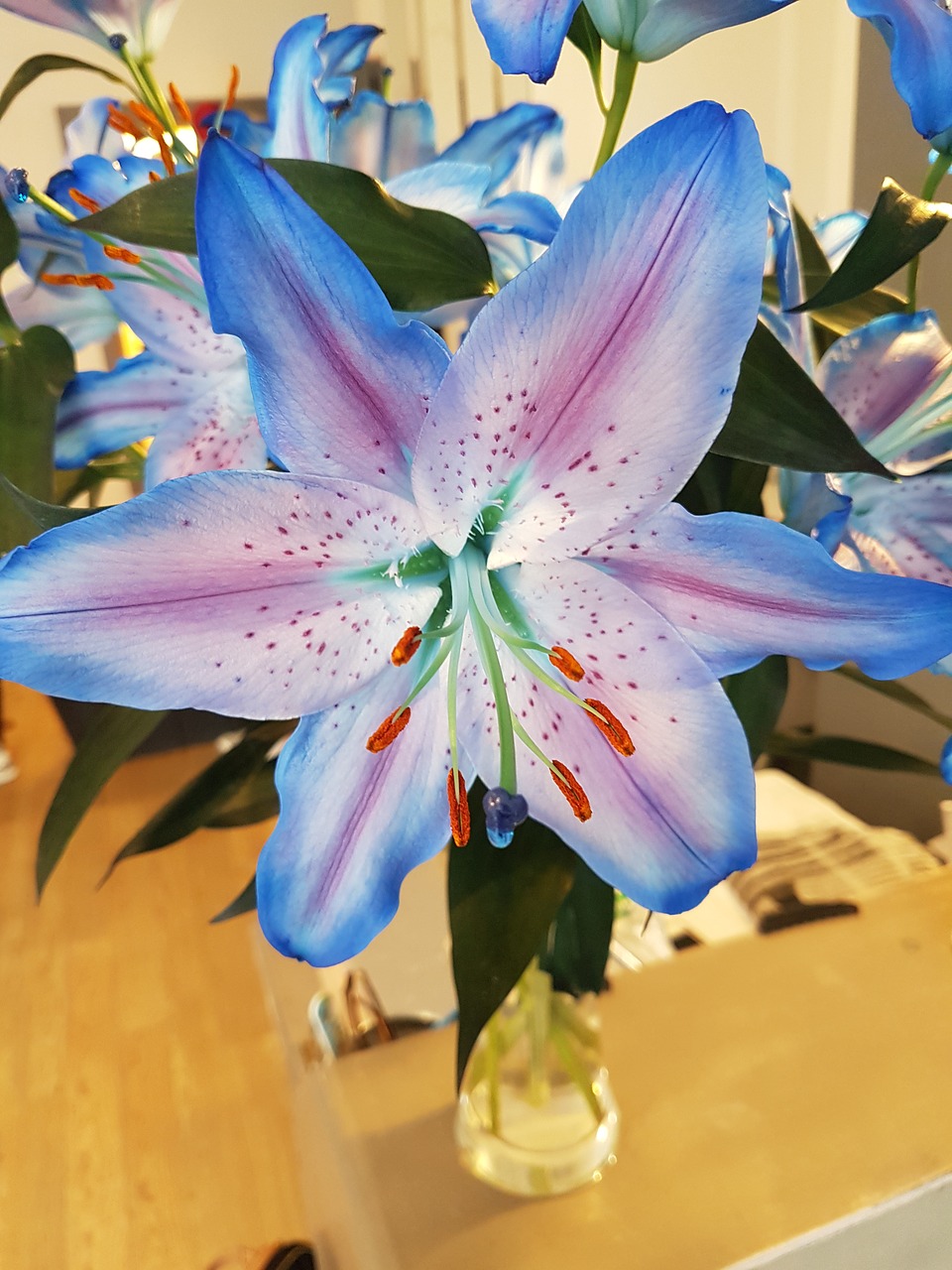 pink blue lily free photo