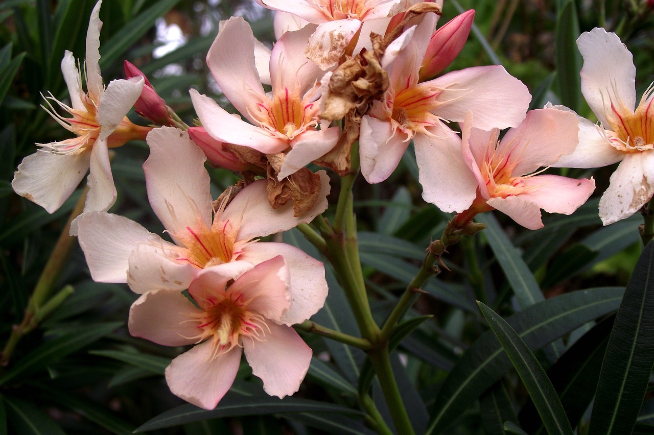 pink flower spring free photo