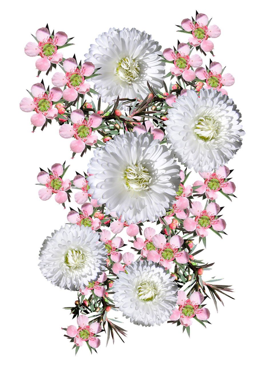 pink tea tree white daisies free photo
