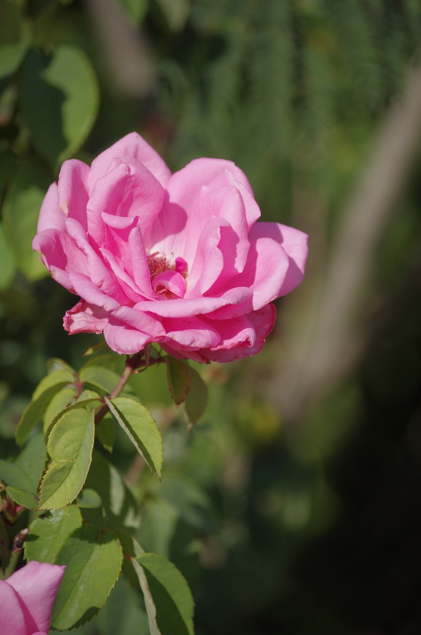 pink flowers garden free photo