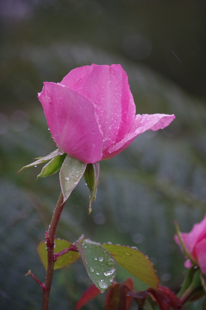 pink flowers garden free photo