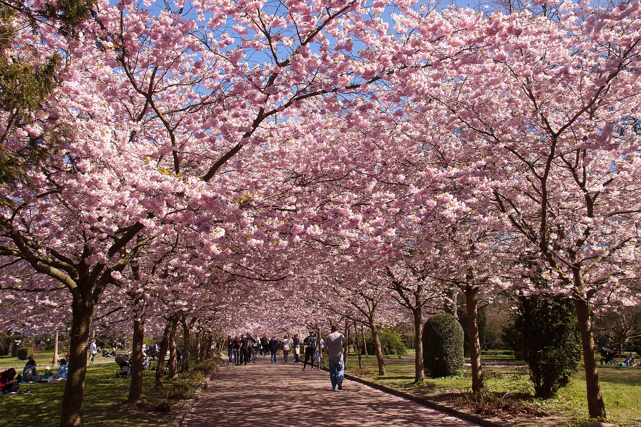 pink cherry trees park free photo