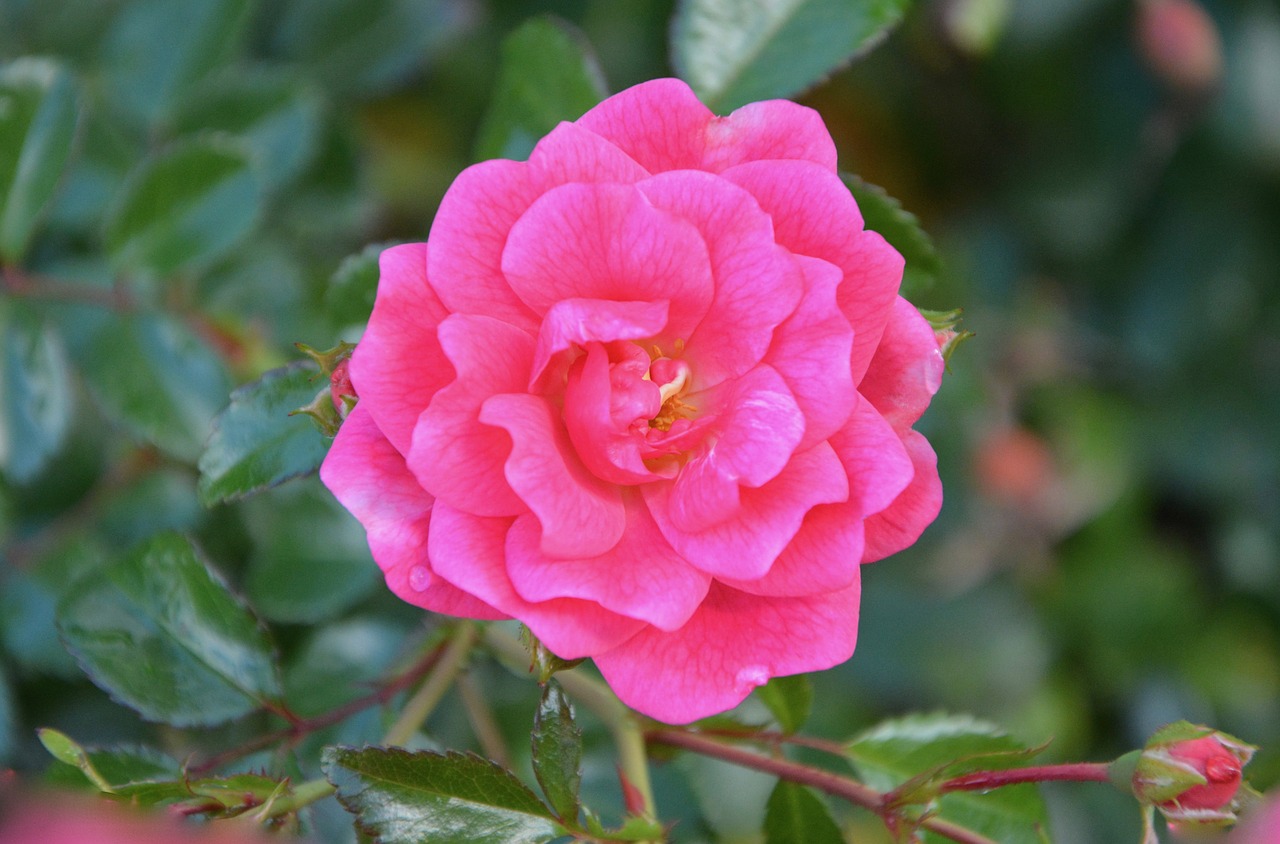 pink rose pink flower green leaves free photo