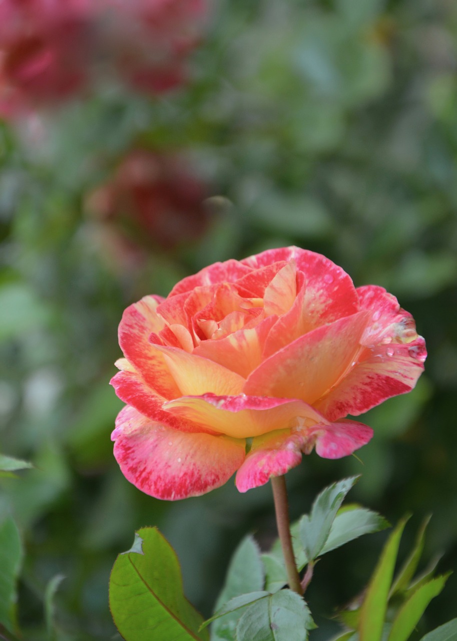 pink flower rosebush free photo