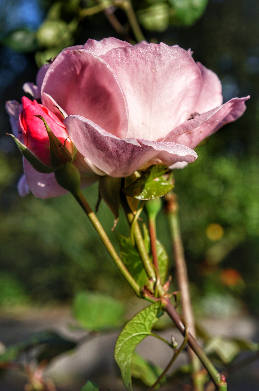 pink rose rosebud free photo