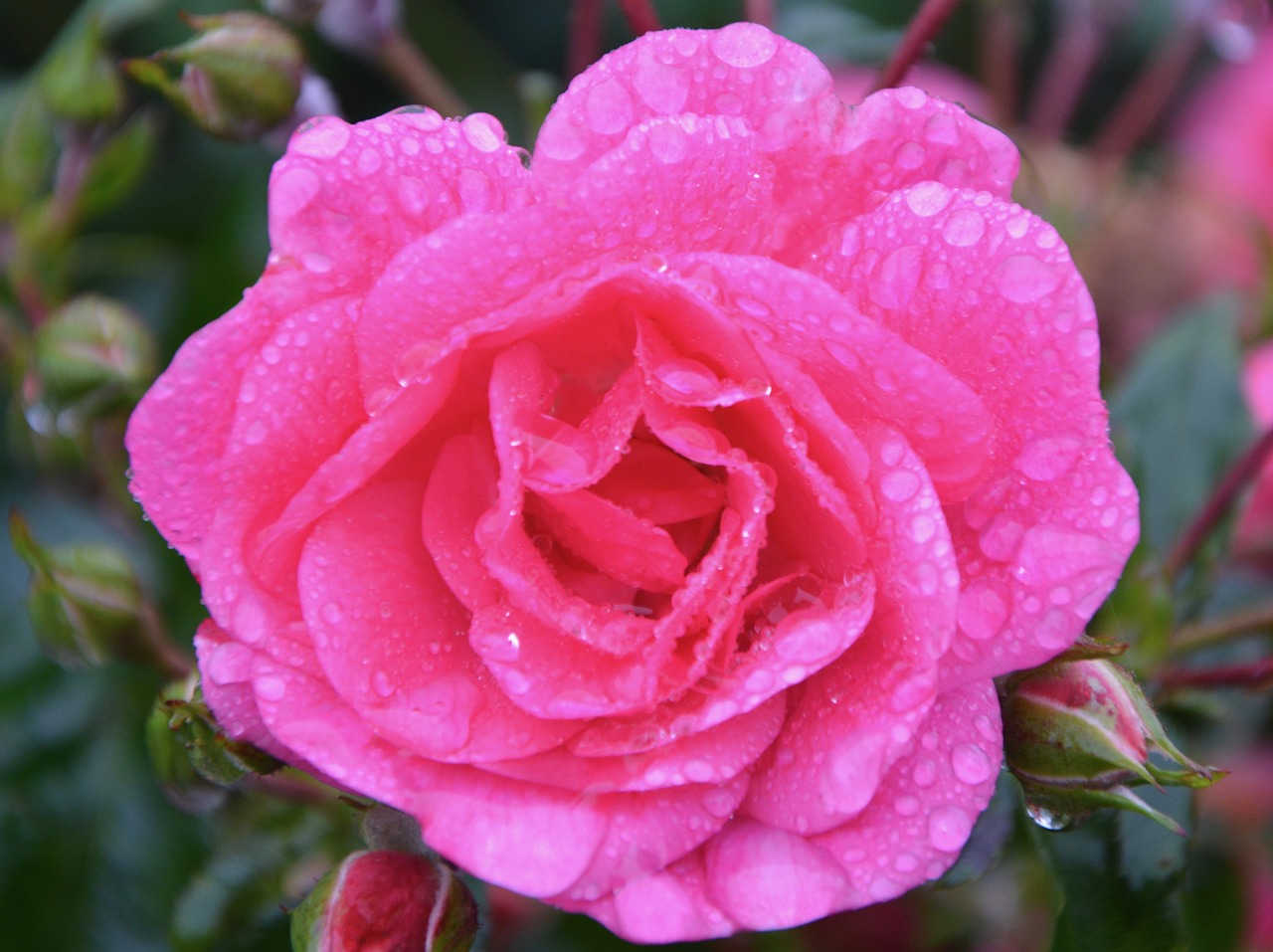 pink flower petals free photo