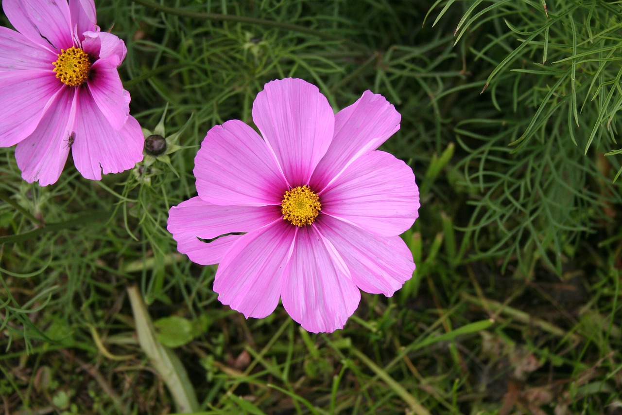 pink flower summer free photo