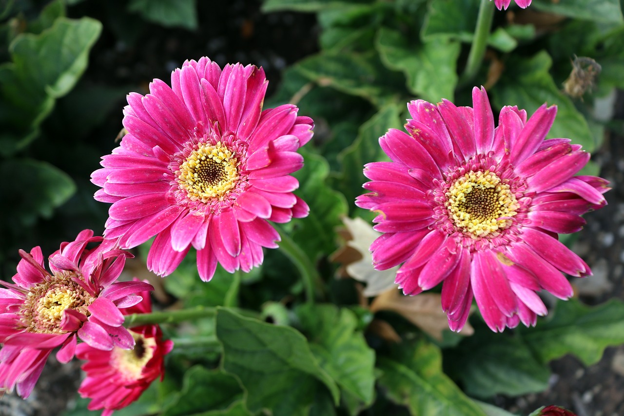 pink yellow flowers free photo