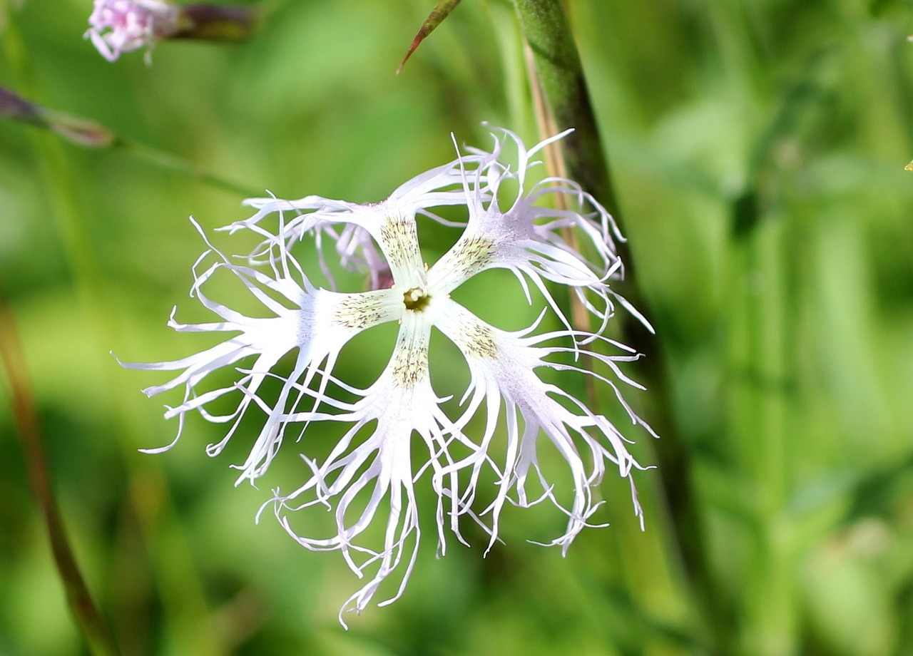 pink wild flower blossom free photo