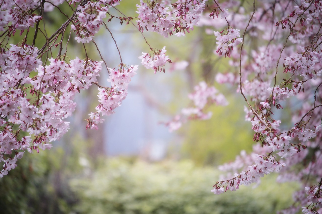 pink spring nature free photo