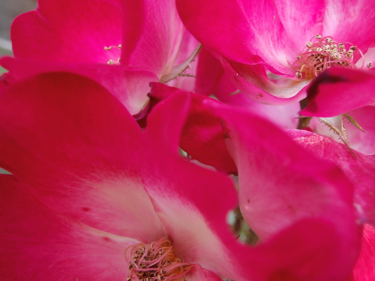 pink flower pink flowers free photo