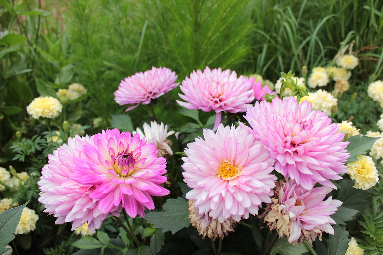 pink pink flowers flowers free photo