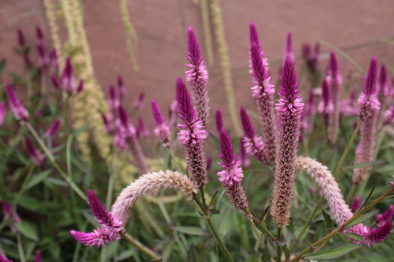 pink pink flowers flowers free photo