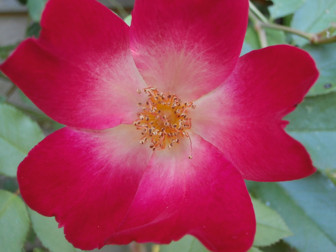 pink wild rose pink flower free photo