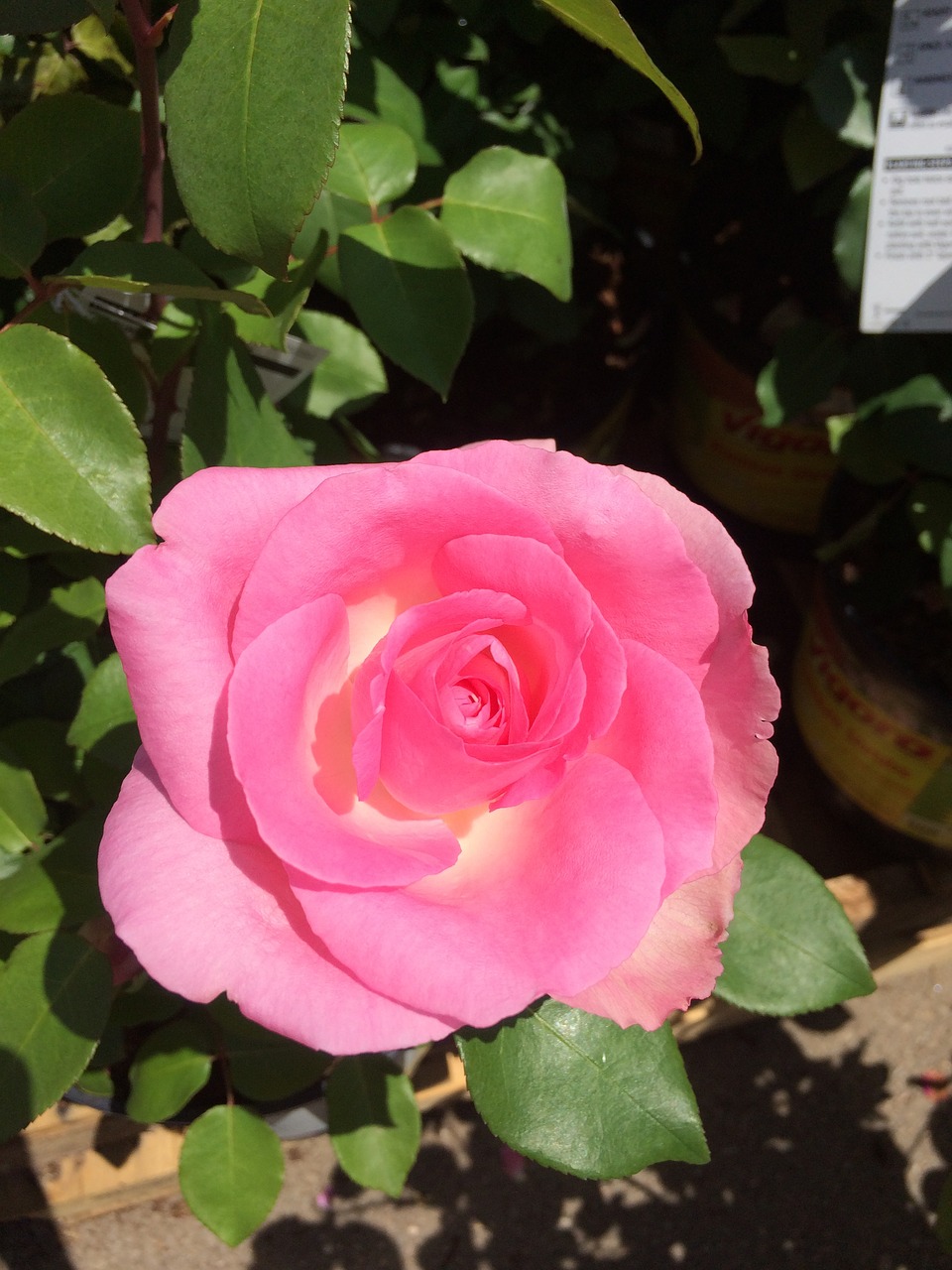 pink flower rose free photo