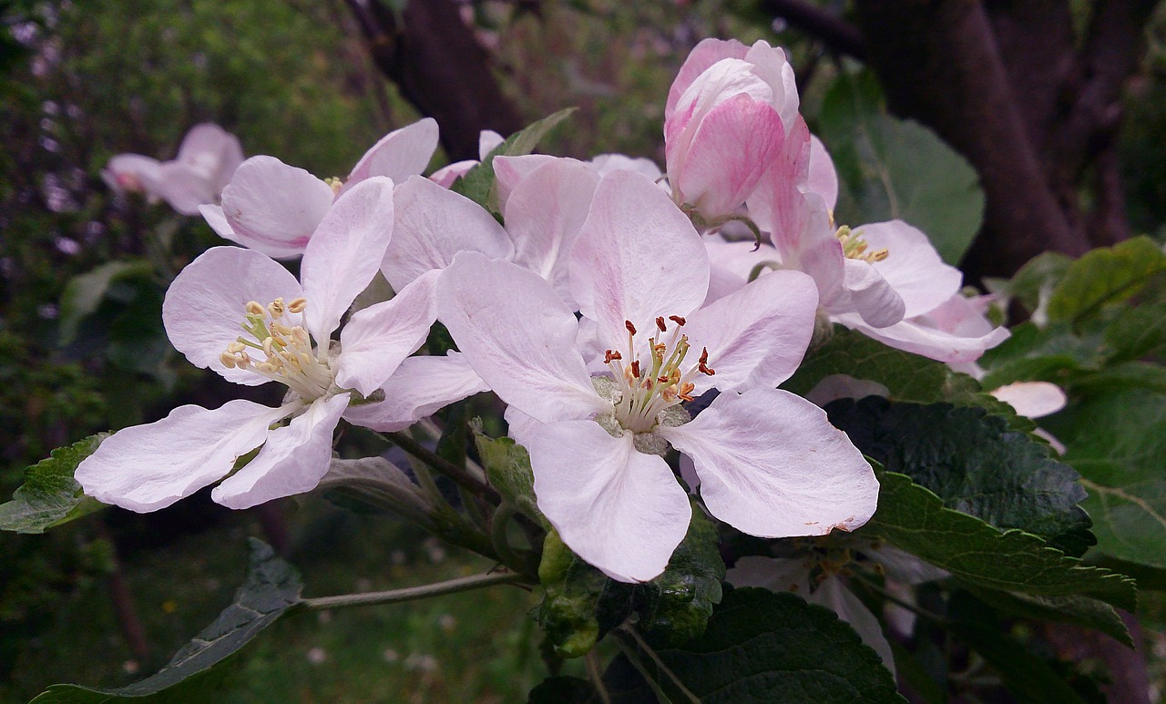 pink color pink flower free photo