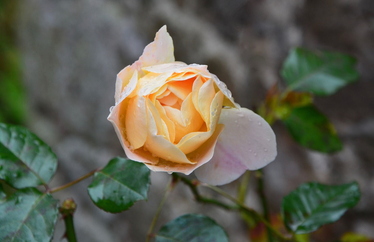 pink yellow rose rosebush free photo