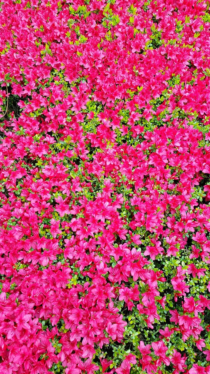 pink flowers background free photo