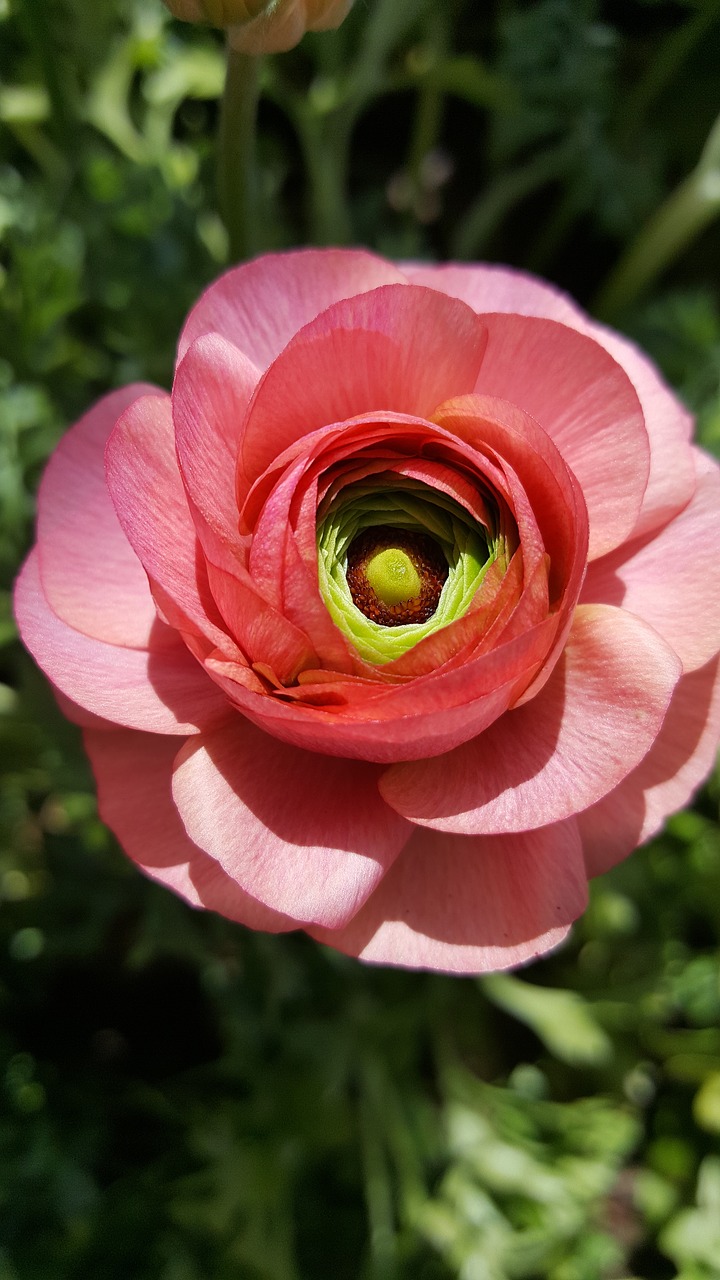 pink ranunculus flower free photo