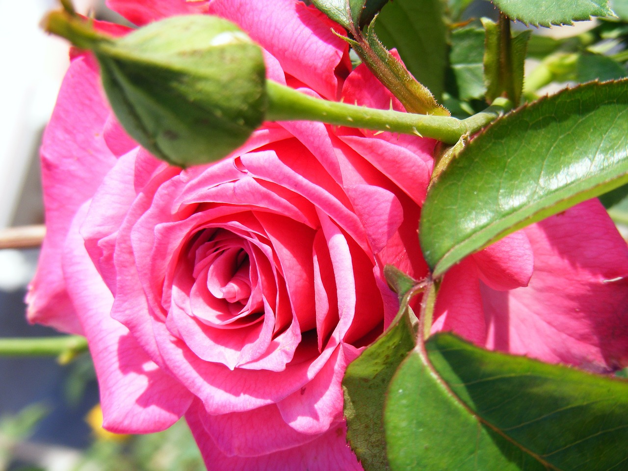 pink roses flowers free photo