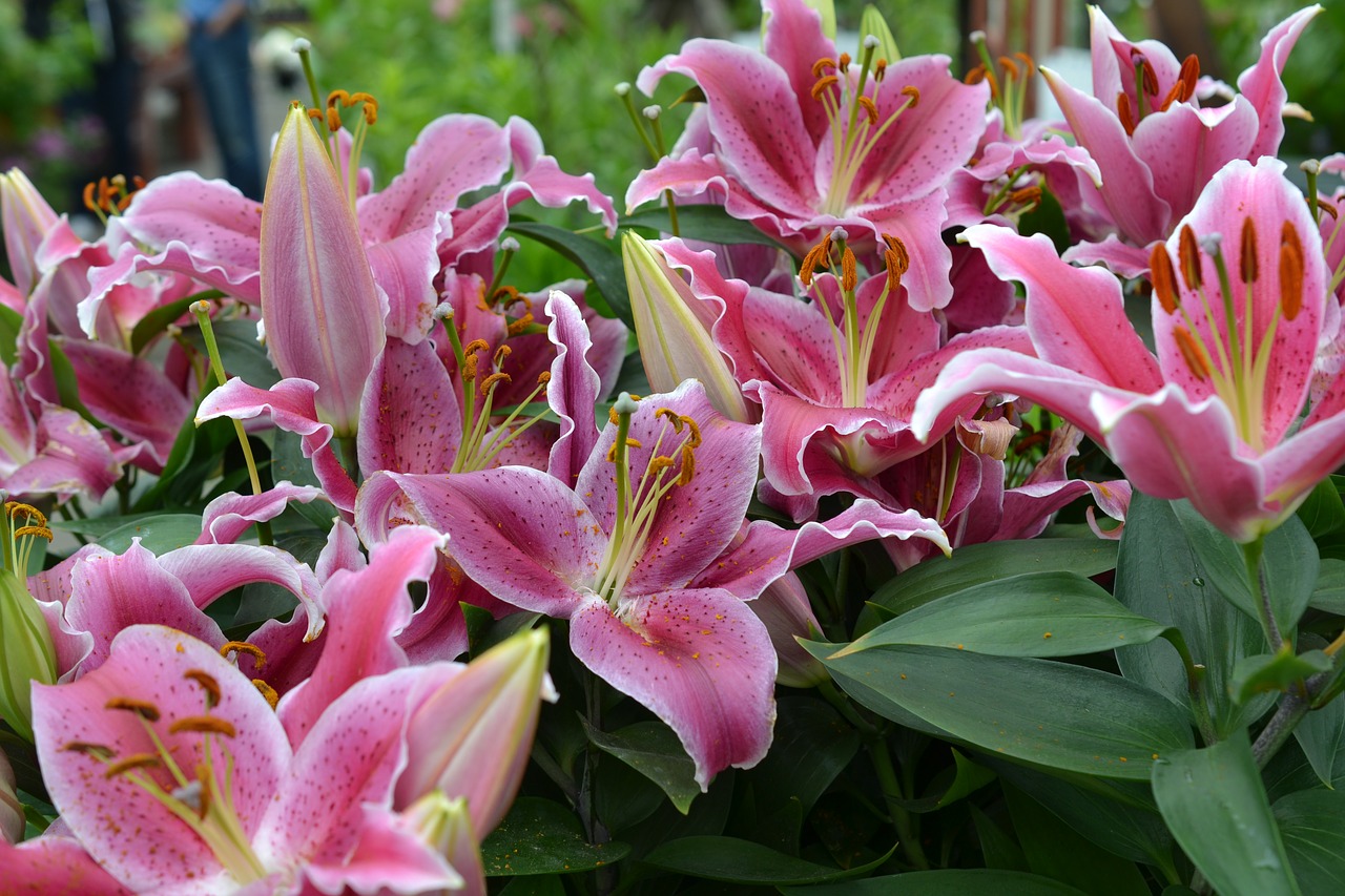 pink lily lilies free photo