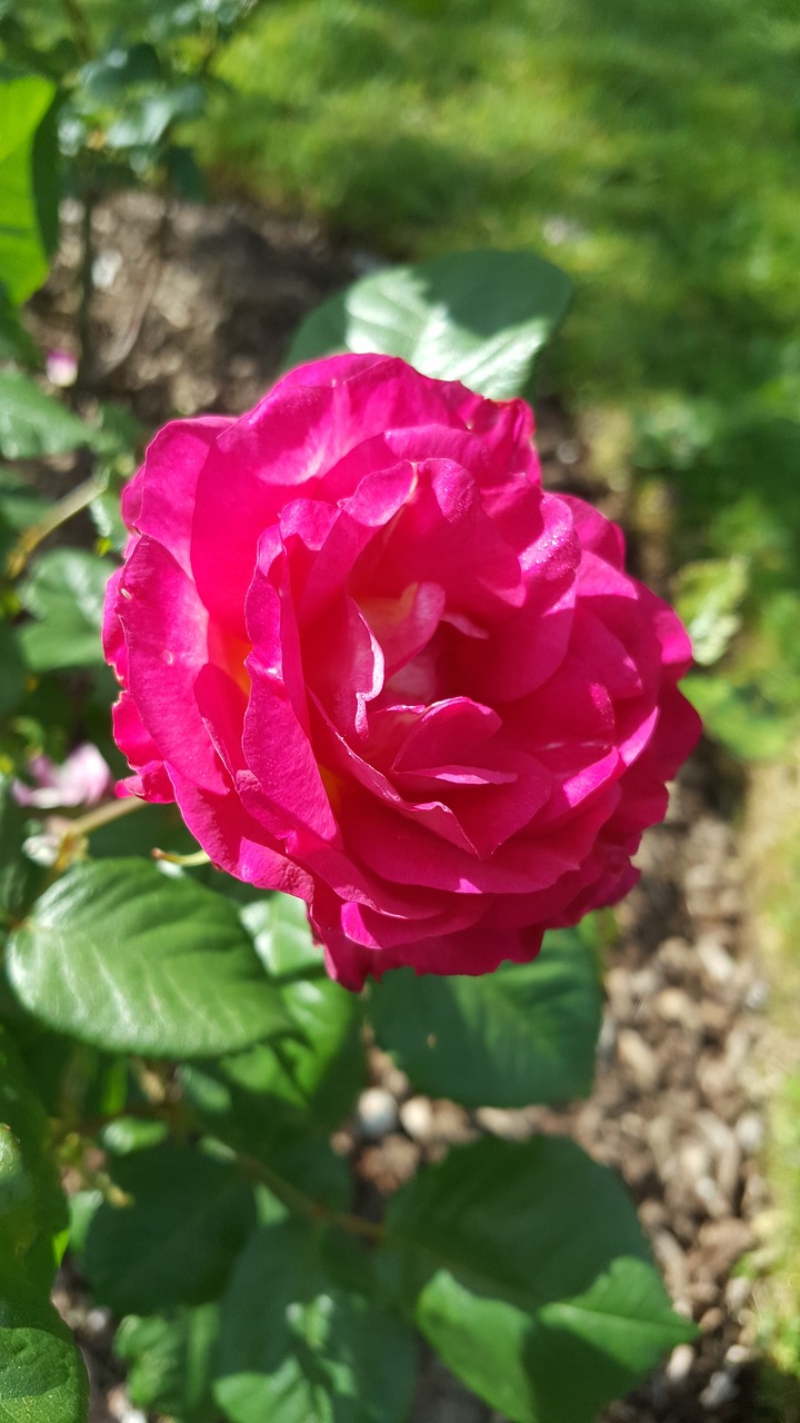 pink flower romantic garden free photo