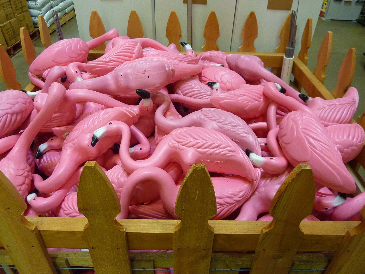 pink flamingo bird free photo